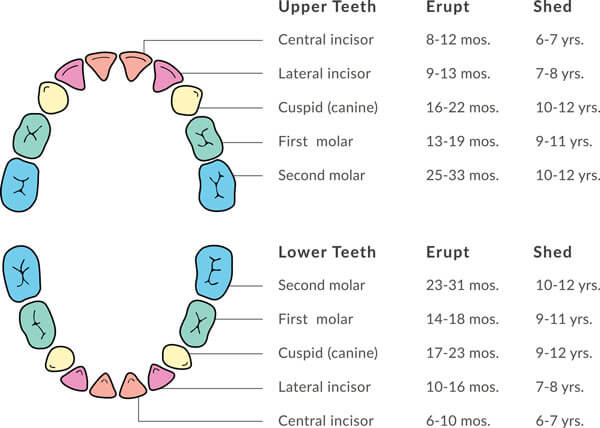 Deciduous Teeth Chart